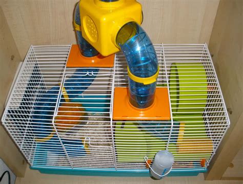 cage a hamster